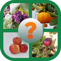 Tebak Gambar Buah icon
