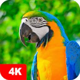 Parrot Wallpapers 4K