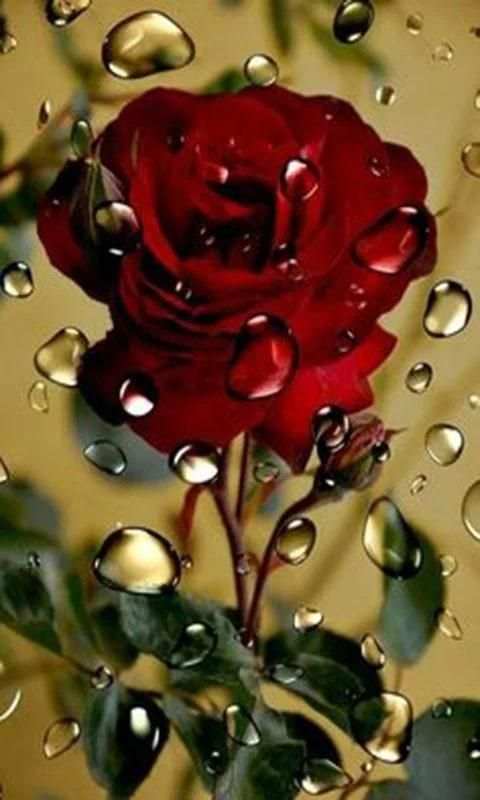Imágenes De Flores y Rosas Románticas screenshot 7