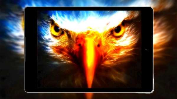Panduan Eagle Wallpaper Hd screenshot 5