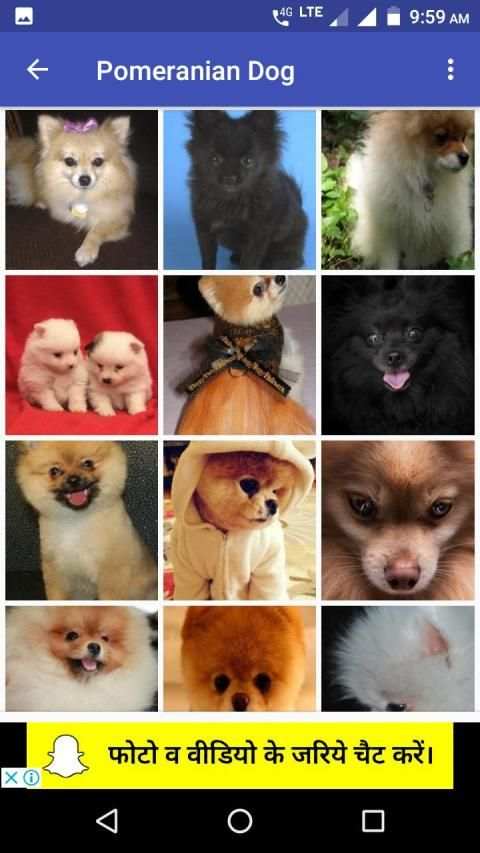 Pomeranian Dog Wallpapers HD screenshot 4