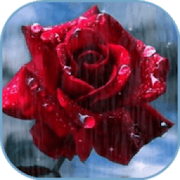 Imágenes De Flores y Rosas Románticas आइकन