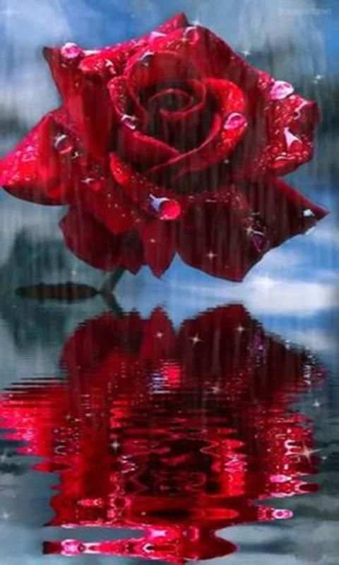 Imágenes De Flores y Rosas Románticas screenshot 6