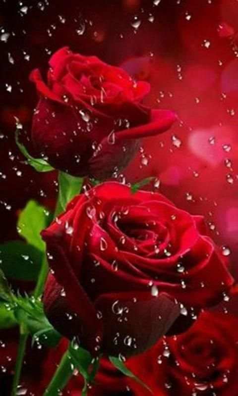 Imágenes De Flores y Rosas Románticas screenshot 5