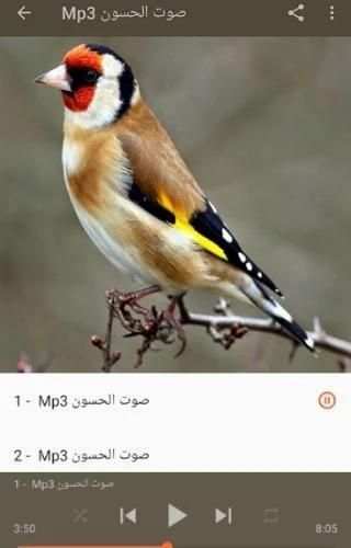 صوت الحسون اسمع واستمتع
‎ screenshot 2