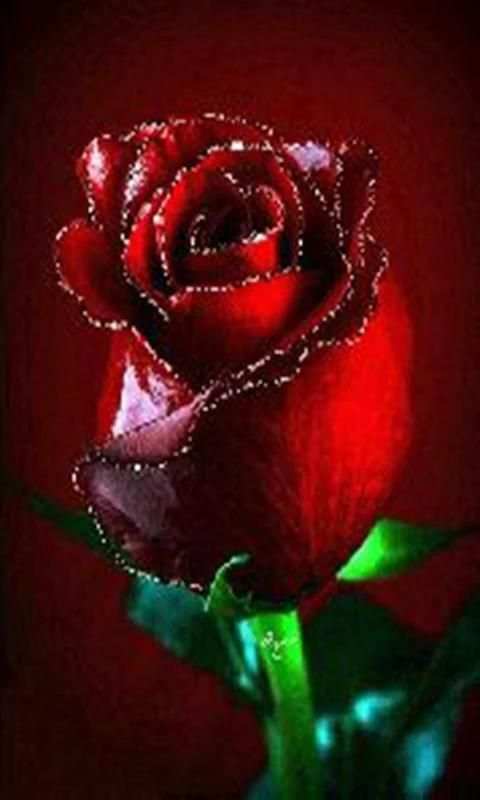 Imágenes De Flores y Rosas Románticas screenshot 4