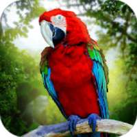 Jungle Parrot Simulator - try wild bird survival!