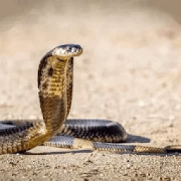 Snake Hd Wallpaper आइकन
