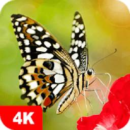 Butterfly Wallpapers 4K