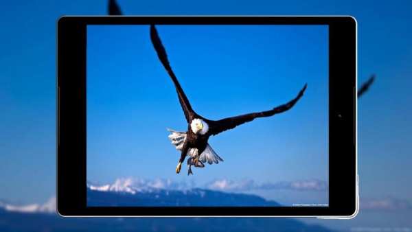 Panduan Eagle Wallpaper Hd screenshot 7