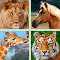 Animals for Kids - Flashcards, Puzzles & Sounds on 9Apps