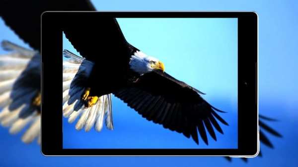 Panduan Eagle Wallpaper Hd screenshot 6