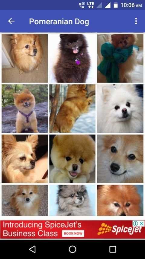 Pomeranian Dog Wallpapers HD screenshot 2