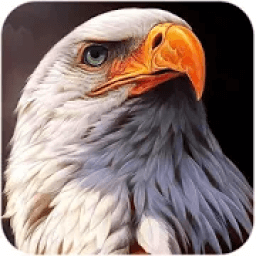 most beautiful bird tones 2020 icon