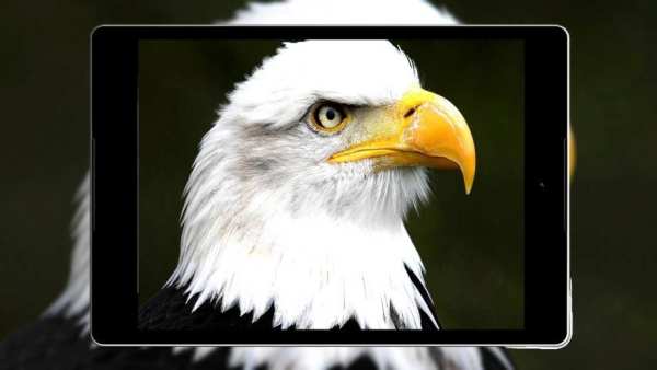 Panduan Eagle Wallpaper Hd screenshot 2