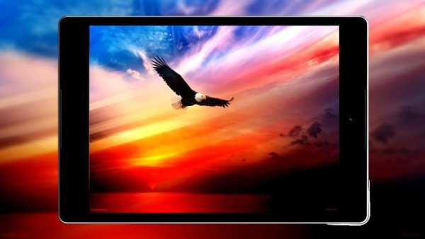 Panduan Eagle Wallpaper Hd screenshot 9