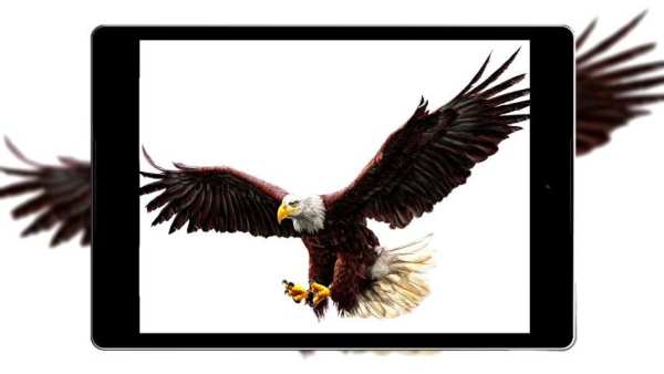 Panduan Eagle Wallpaper Hd screenshot 4