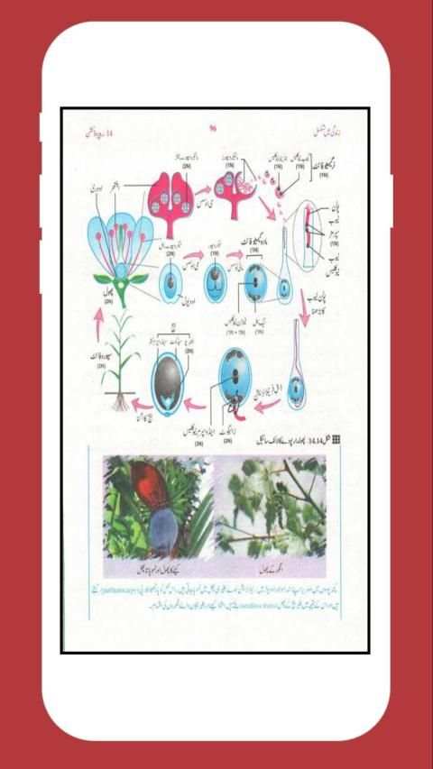 Biology 10 Urdu Medium (Offline) स्क्रीनशॉट 2